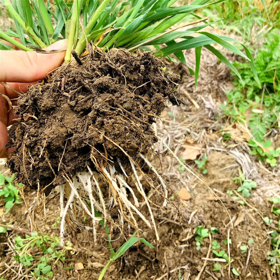Soil and root sample