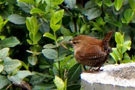 Winter Wren