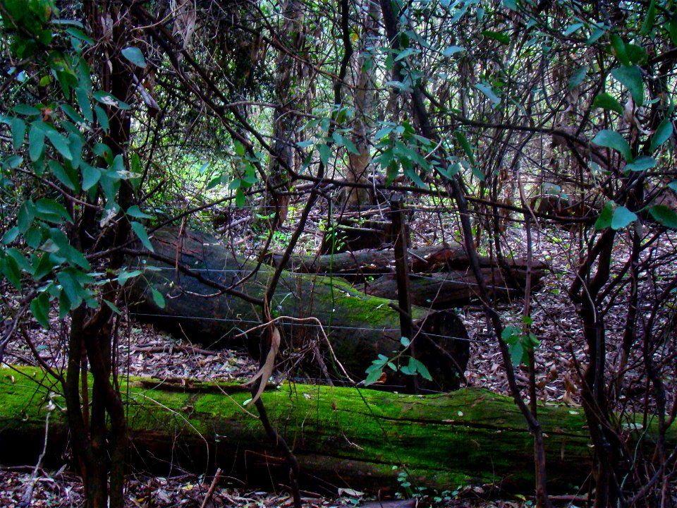 Fallen tree with moss