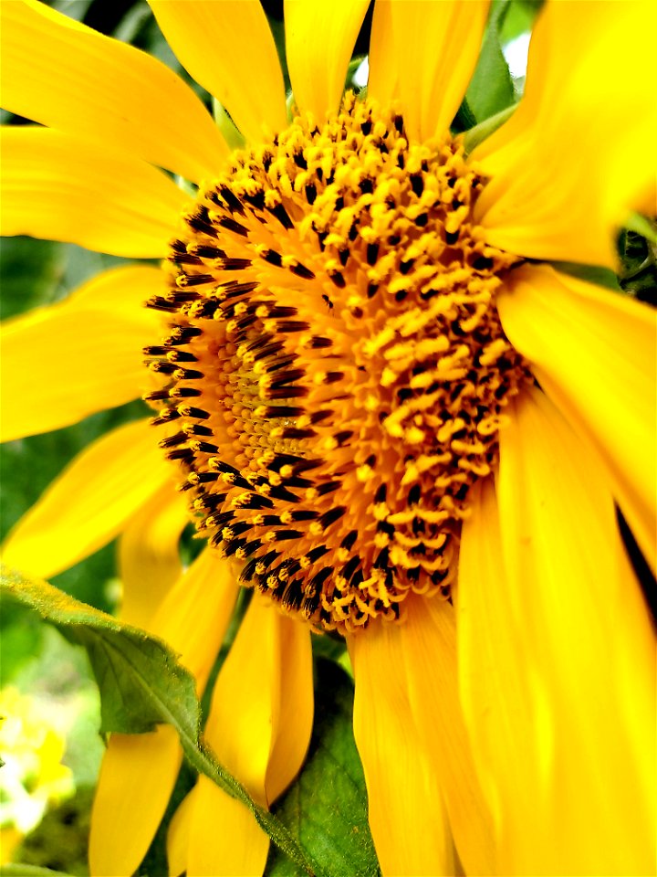 sunny side