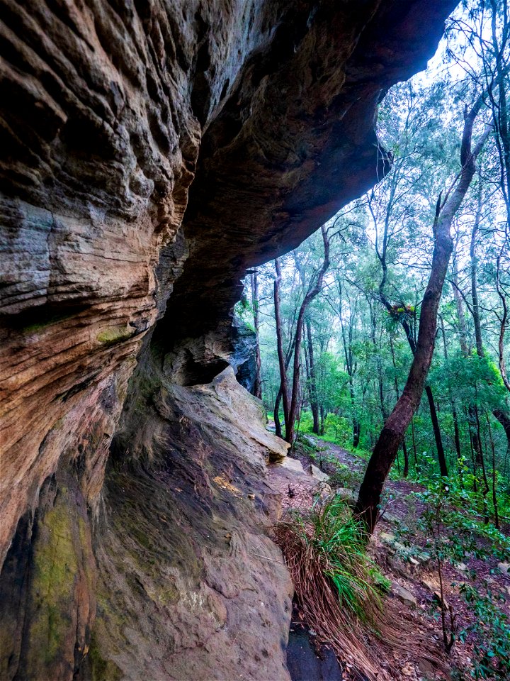 Birdwood Gully (Springwood) - The Blue Mountains Australia