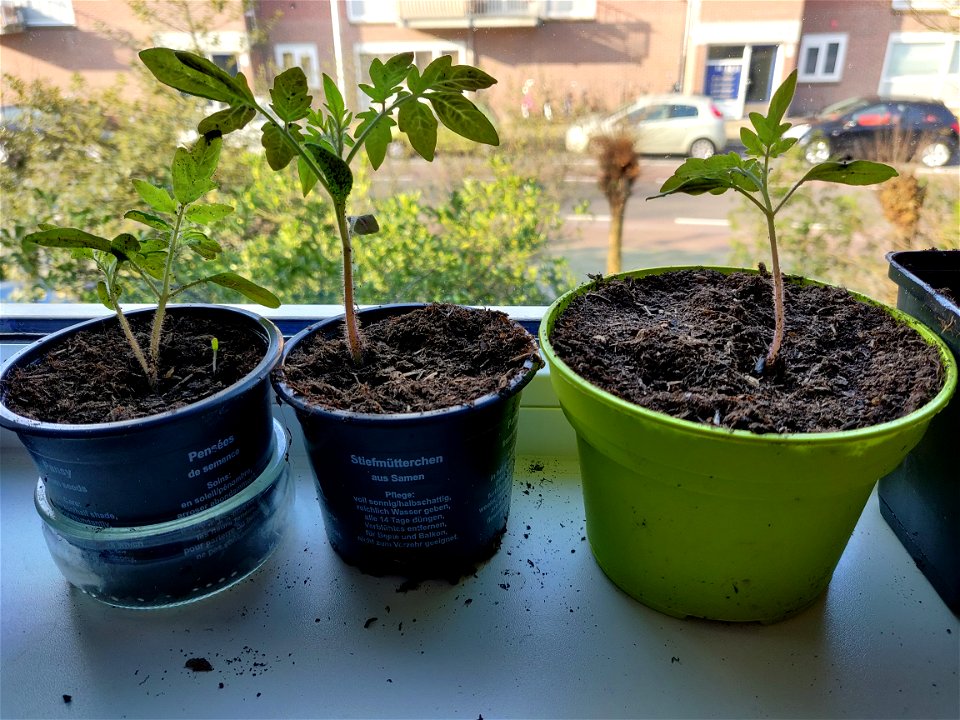 Plants growing on a window sill photo