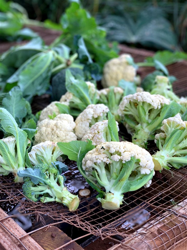 Cauliflower Harvest