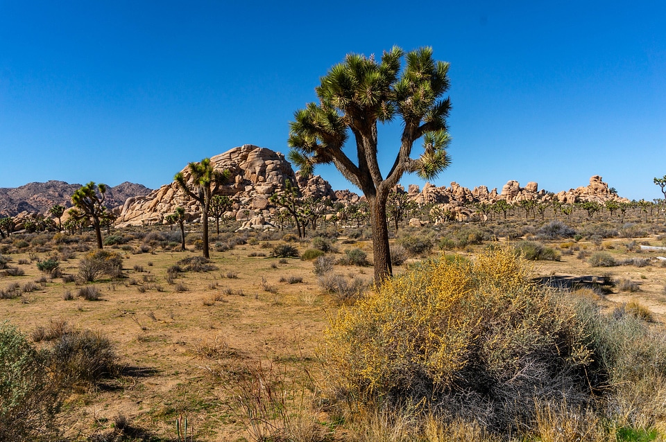 Joshua Tree National Park