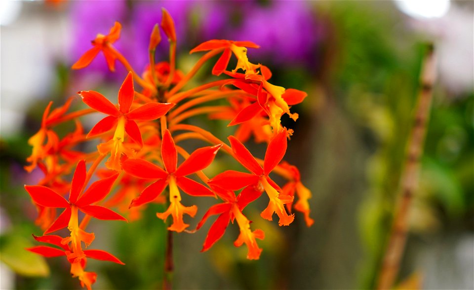 Orchid Exhibit