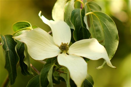 Japanese Strawberry Tree (Cornel) photo