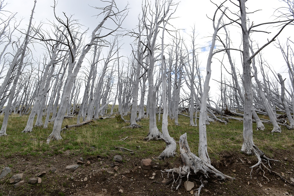 Mount Washburn Trail, Yellowstone National Park