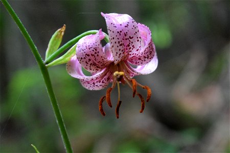 Lilium martagon photo