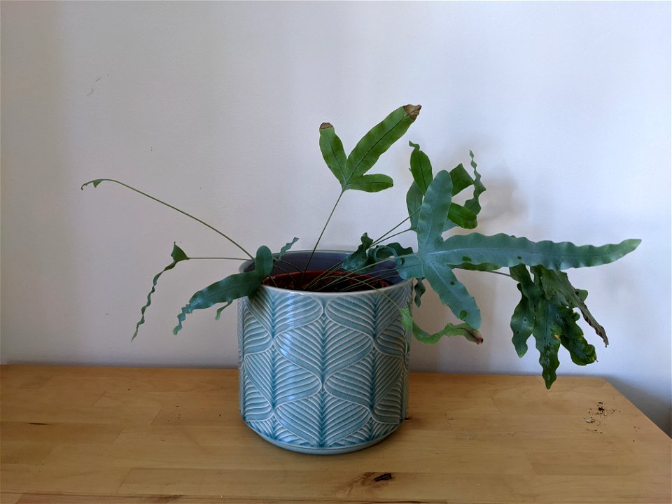 Phlebodium aureum (blue star fern) 1