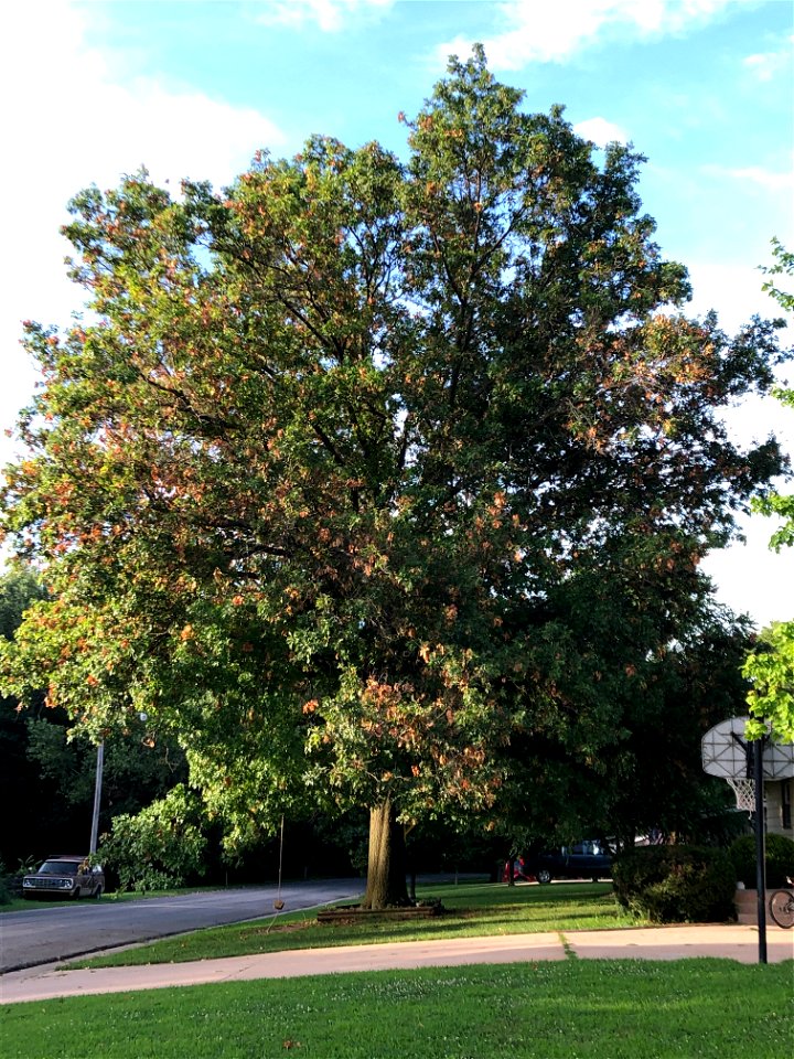 Pin Oak with Tip Dieback