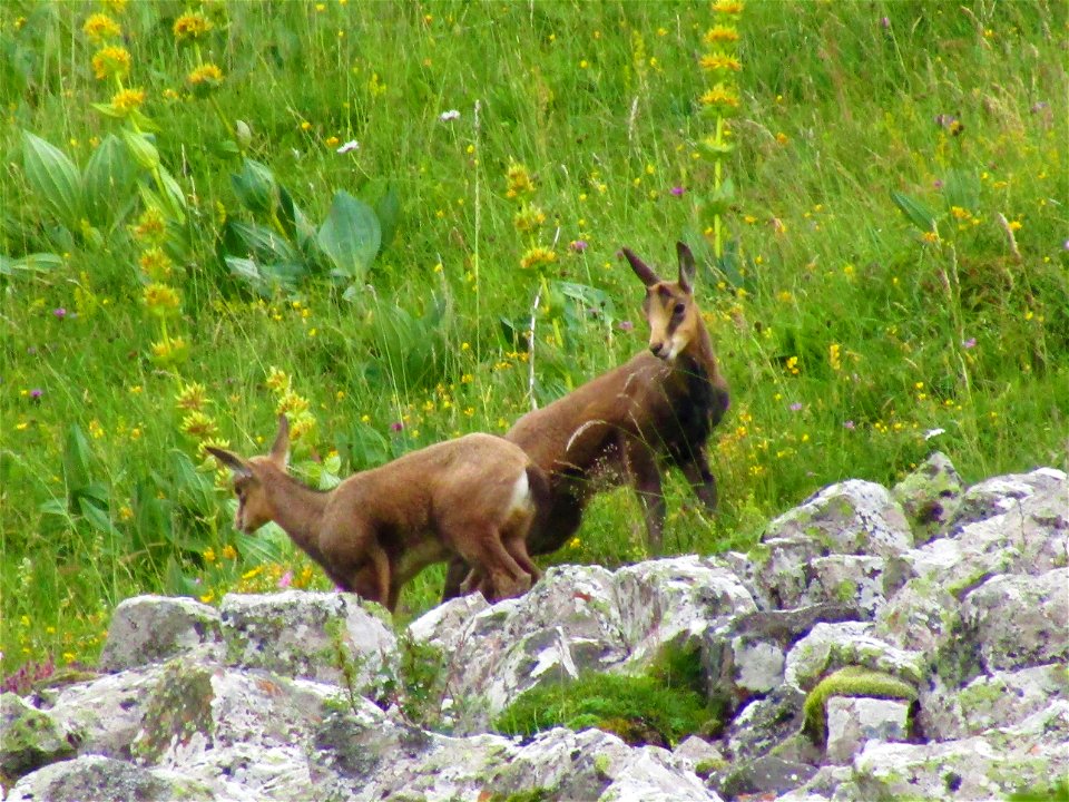 Jumeaux de chevreaux, Chamois du Cantal