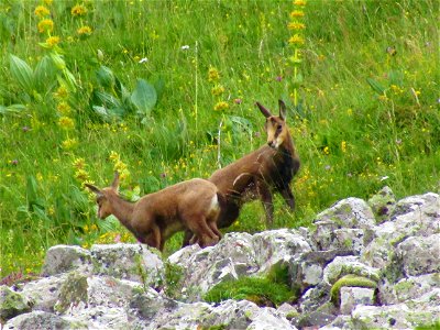 Jumeaux de chevreaux, Chamois du Cantal