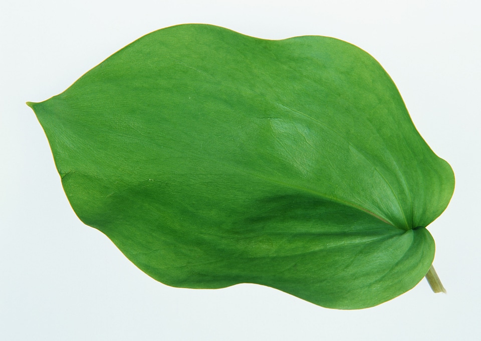 green leaf on white background