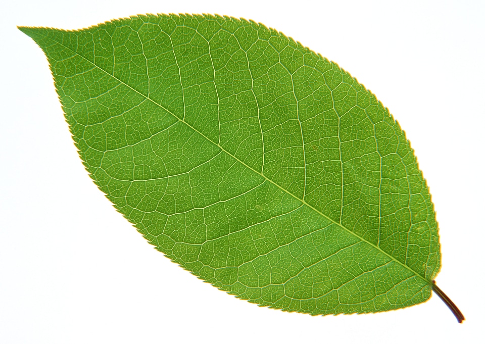 bright green leaf on a white background