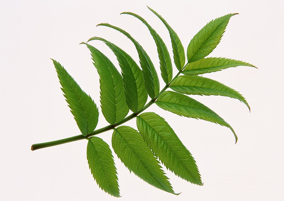 Close up of green leaf on white background isolated
