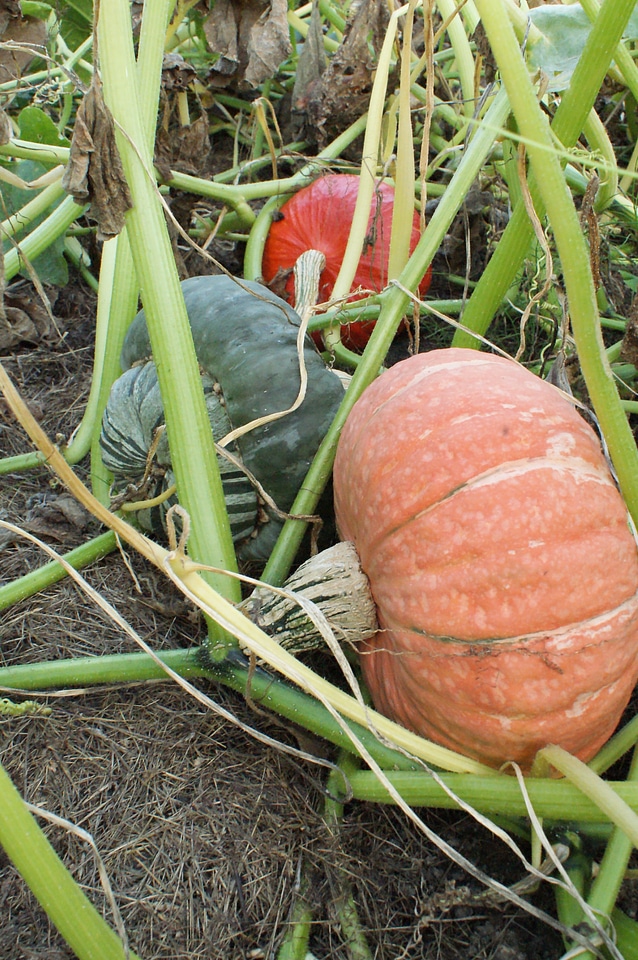 vegetable pumpkin