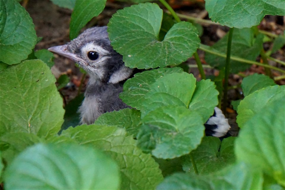 Blue Jay | newborn chick