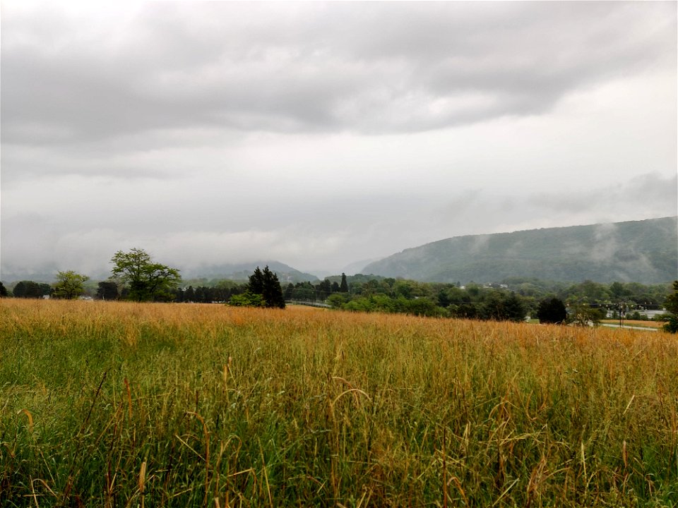 Field on a foggy day