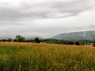 Field on a foggy day