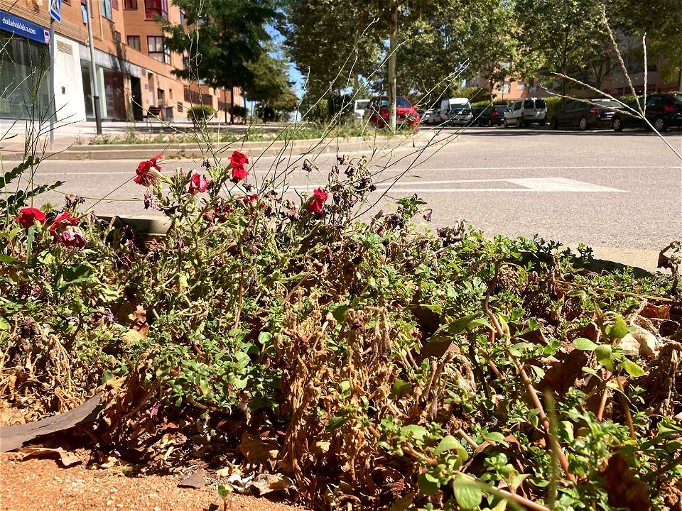Las petunias de las jardineras de la calle Encina de Valdeluz han durado menos de dos meses en buen estado