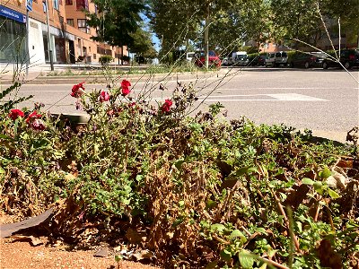 Las petunias de las jardineras de la calle Encina de Valdeluz han durado menos de dos meses en buen estado