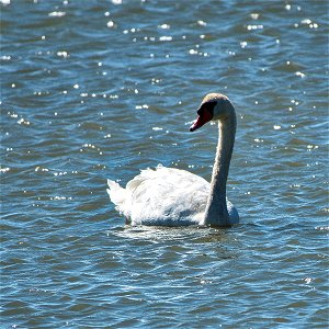 Cygne de Bewick