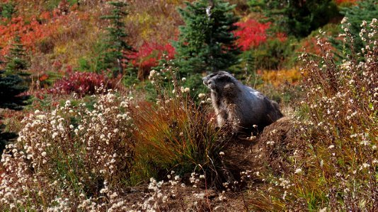 A Pair Of Marmots photo