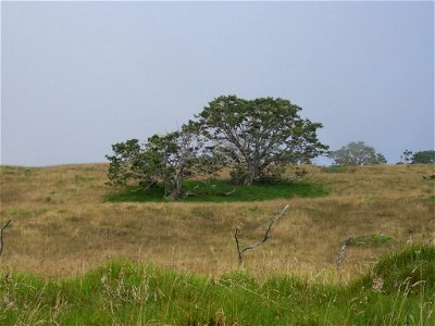 Koa Tree Creating Micro Climate on Big Island photo