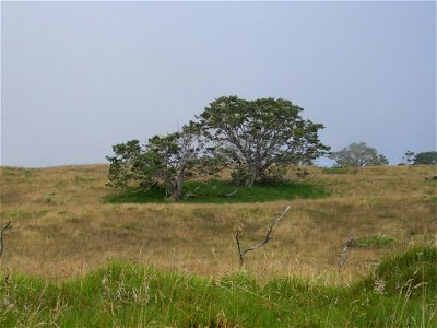 Koa Tree Creating Micro Climate on Big Island