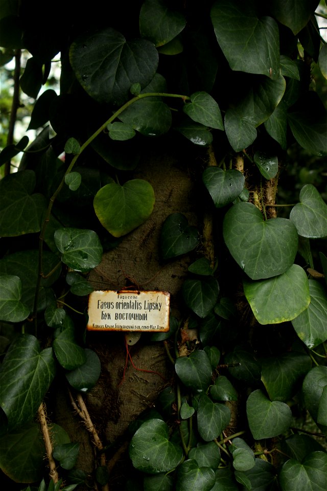 Fagus Orientalis