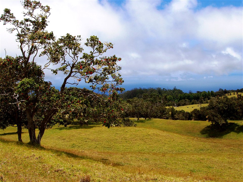 Ohi'a tree on Mauna Kea