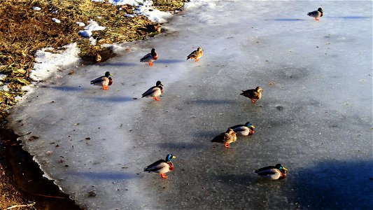 Ducks (3) photo