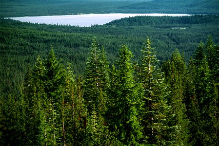 Umpqua NF_PD