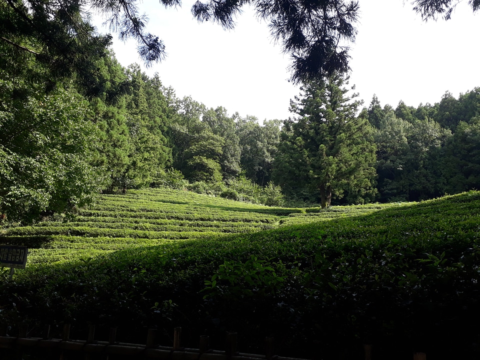 Boseong Green Tea Fields