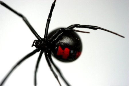 Dangerous Damsel