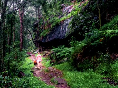 Birdwood Gully (Springwood) - The Blue Mountains Australia