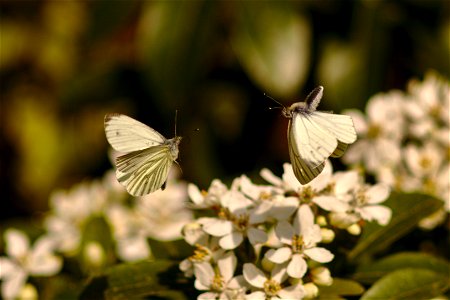 Butterflies in Flight photo