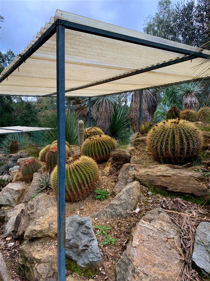 Echinocactus grusonii