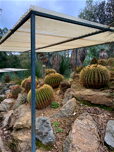 Echinocactus grusonii photo