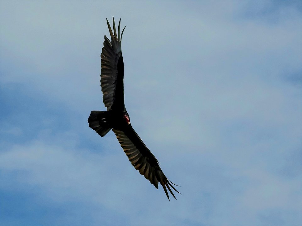Who says Buzzards are ugly?