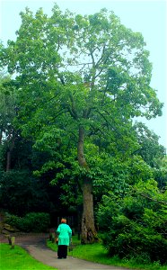 Shagbark Hickory photo