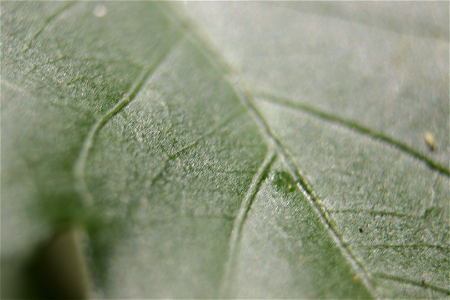 Leaf Close Up