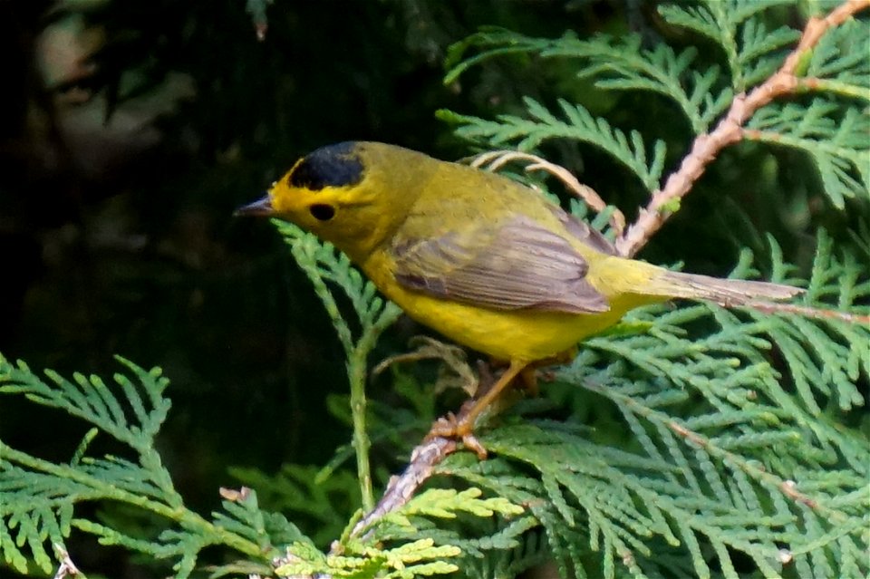 Wilson's Warbler | Male
