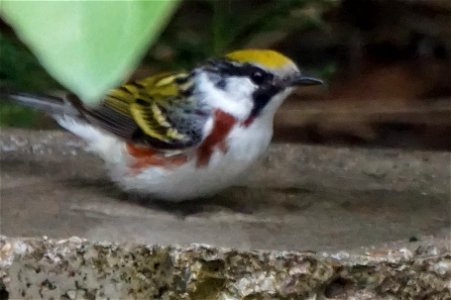 Chestnut-sided Warbler | Male photo