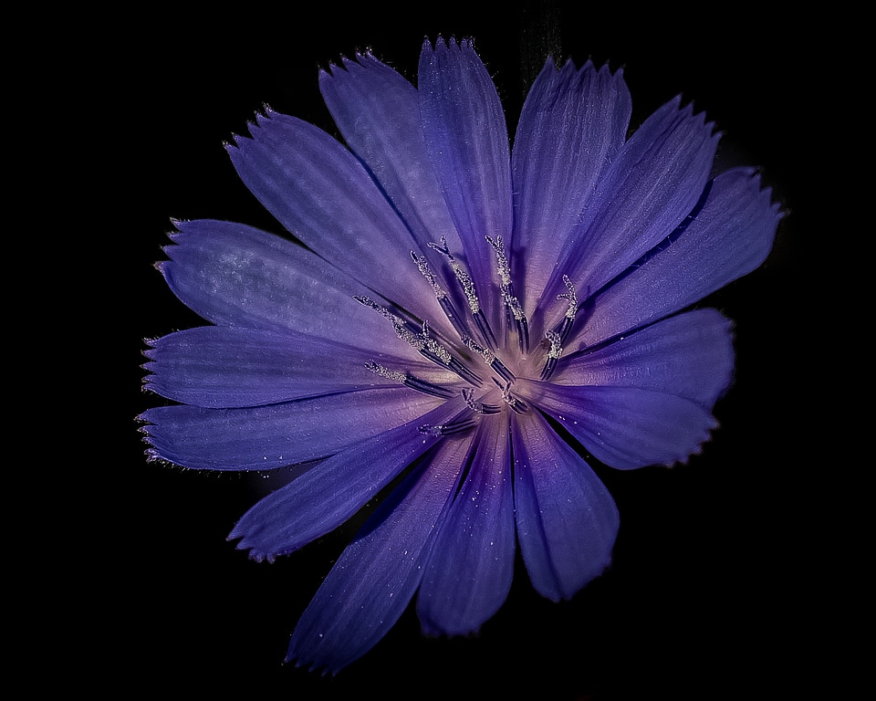 Violet floral nature