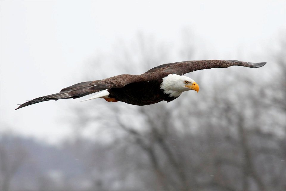 Bald Eagle