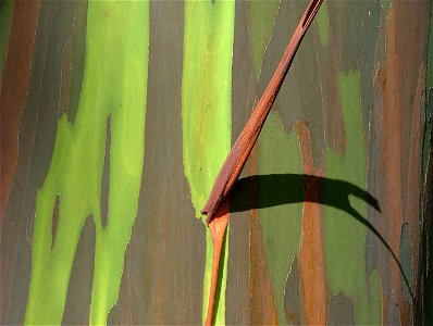 Eucalyptus Deglupta photo