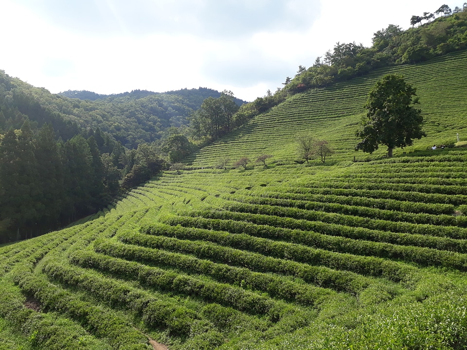 Boseong Green Tea Fields
