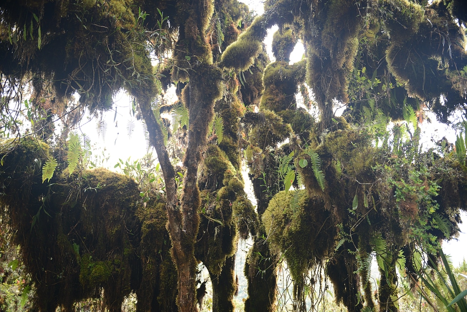 Mountain View Along the Inca Trail, Peru