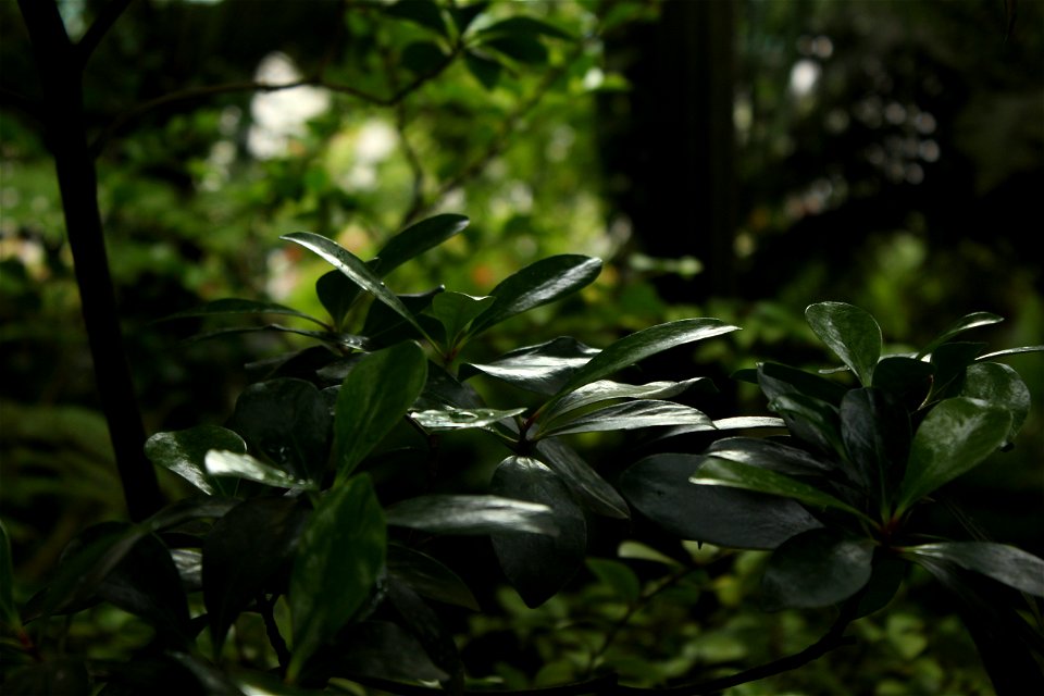 Leaves